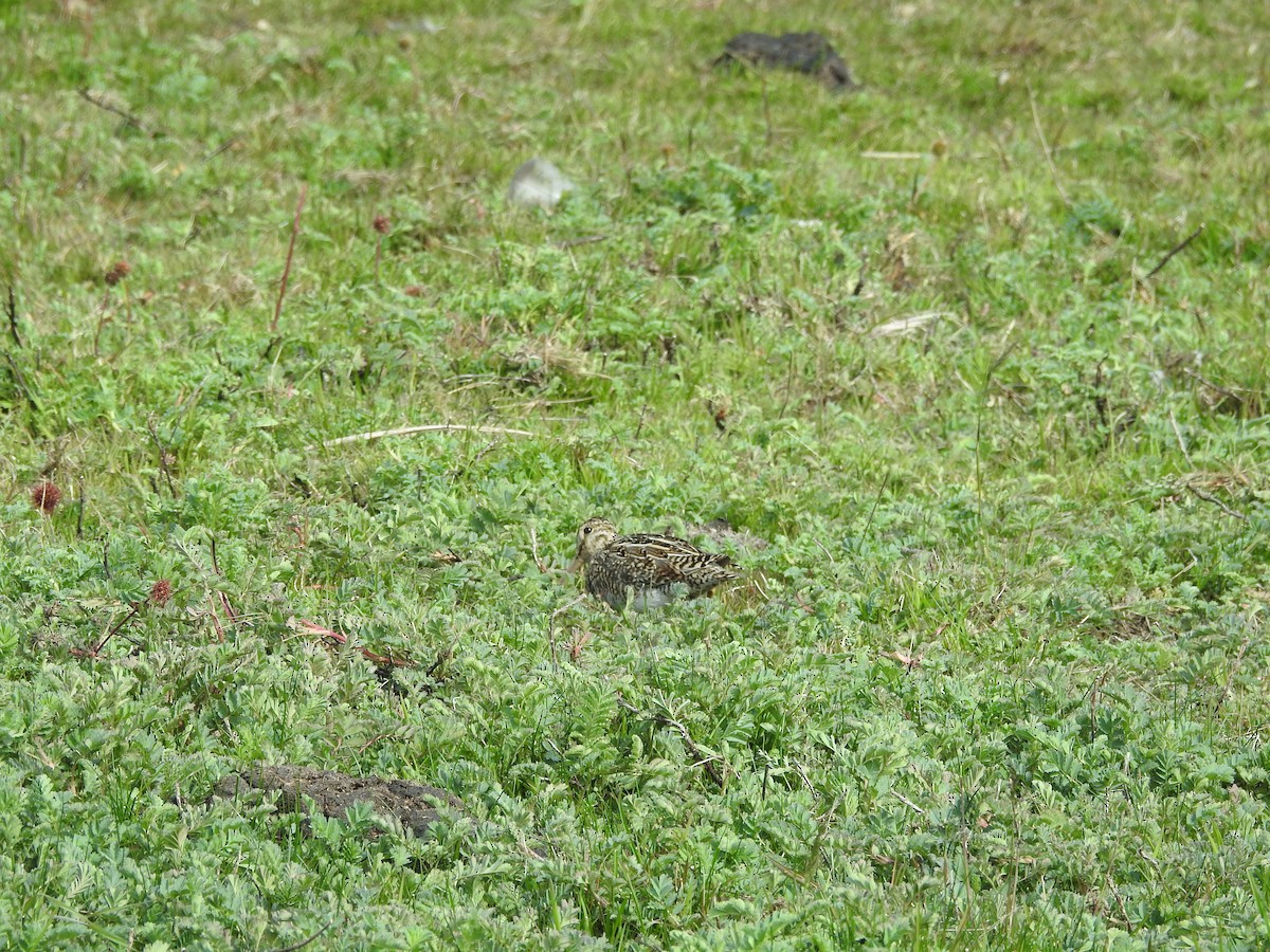Magellanic Snipe - ML643744315