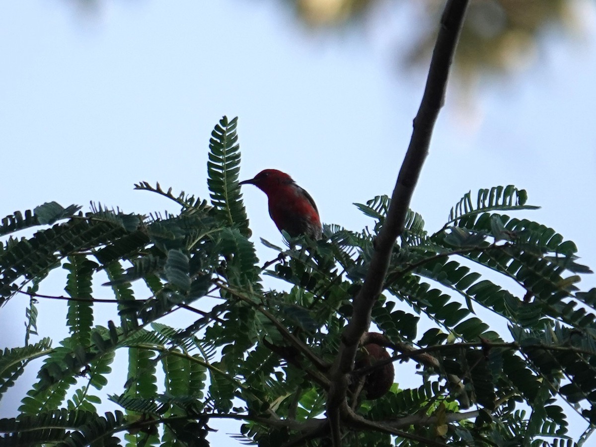 Taliabu Myzomela - ML643744316