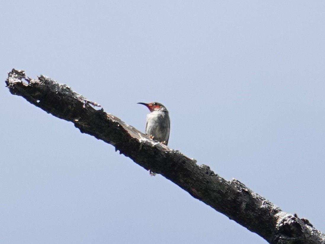 Taliabu Myzomela - ML643744318