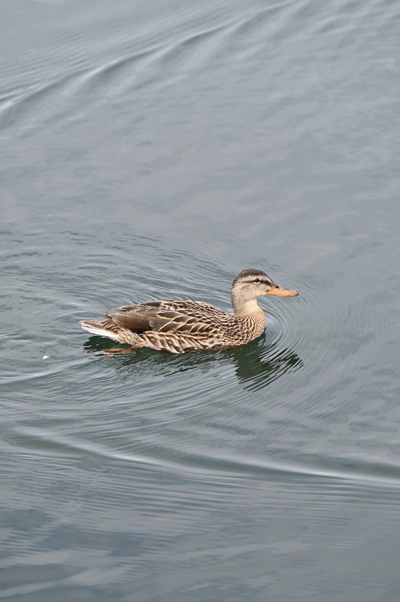 Mallard - ML643744324