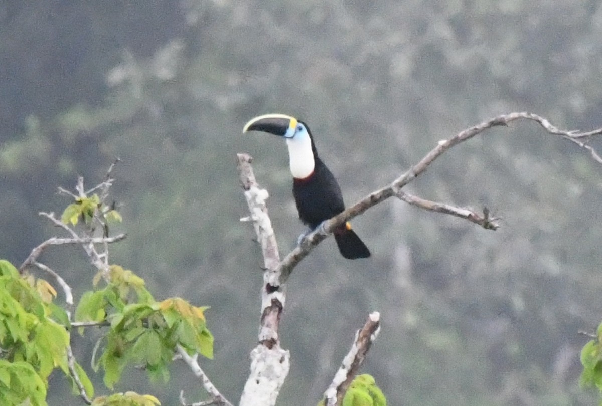 White-throated Toucan - ML643744328