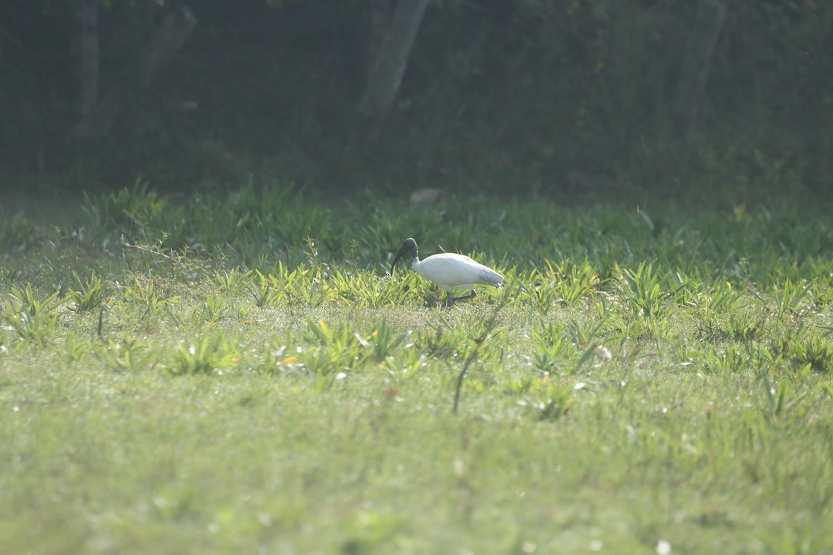 クロトキ - ML643744351