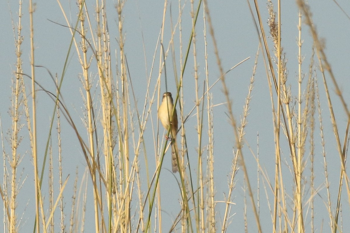 orientprinia - ML643744356