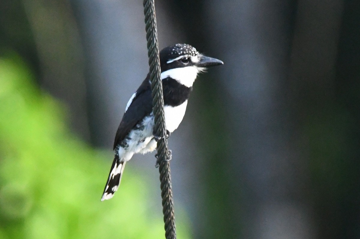 シロクロオオガシラ - ML643744358