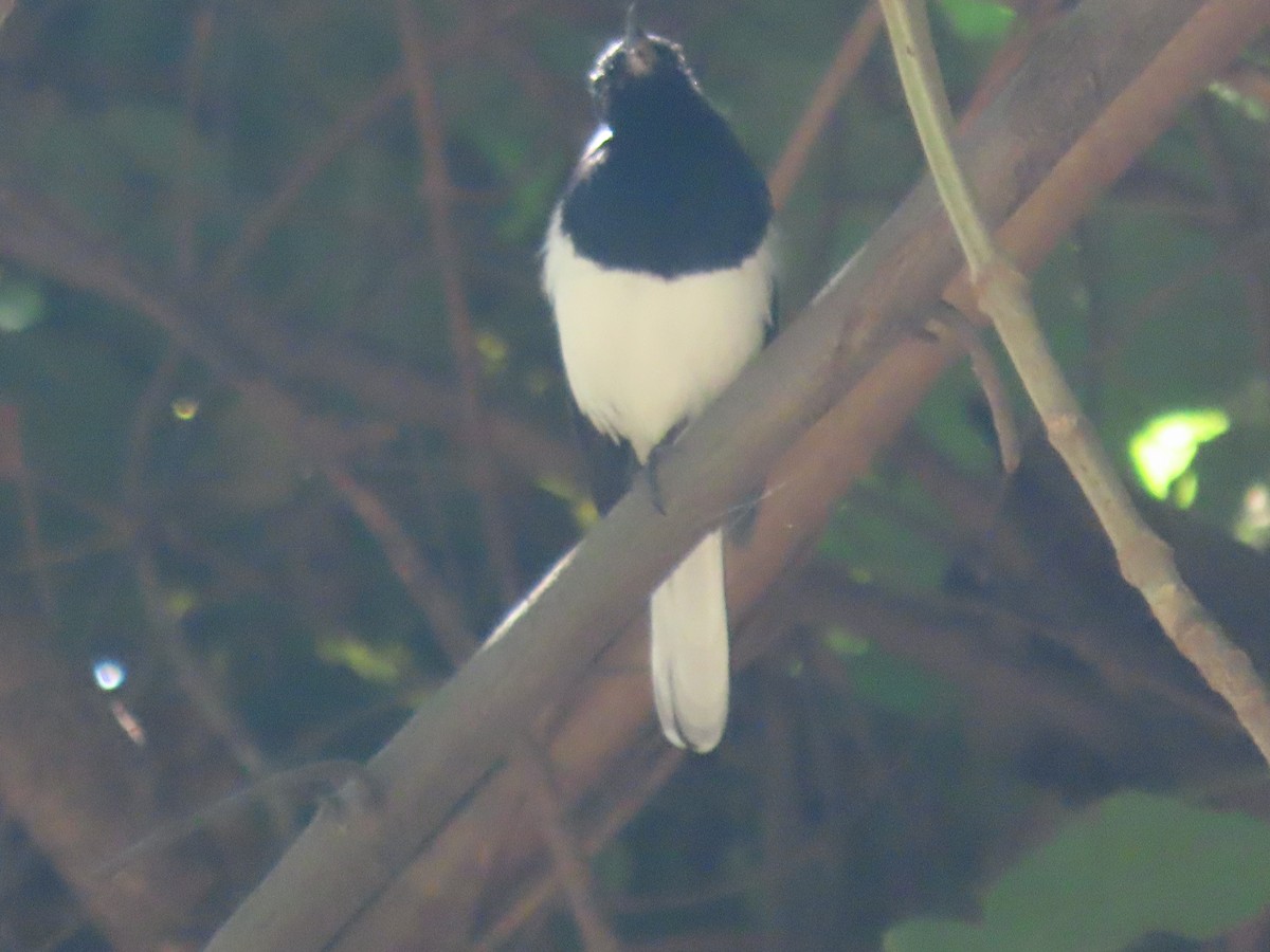 シキチョウ - ML643744366