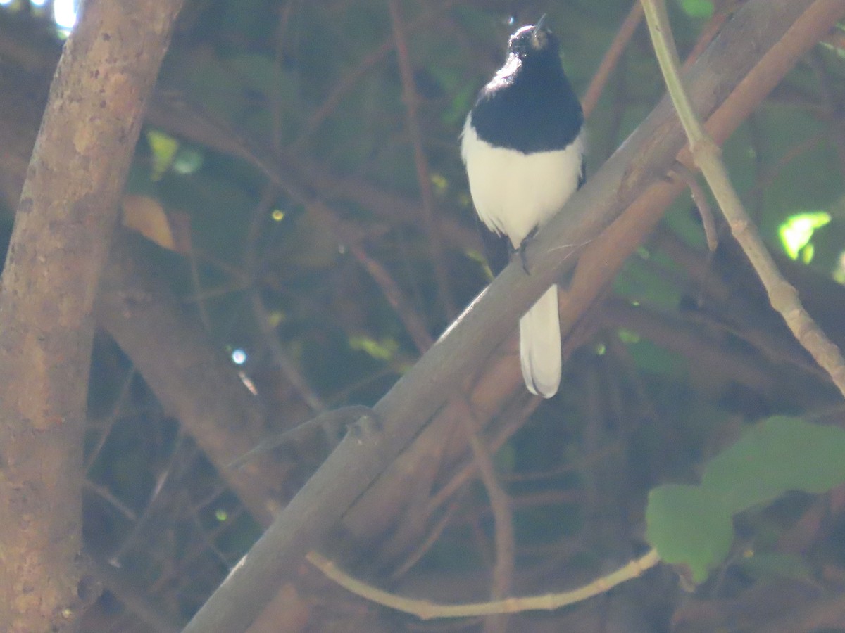 シキチョウ - ML643744367