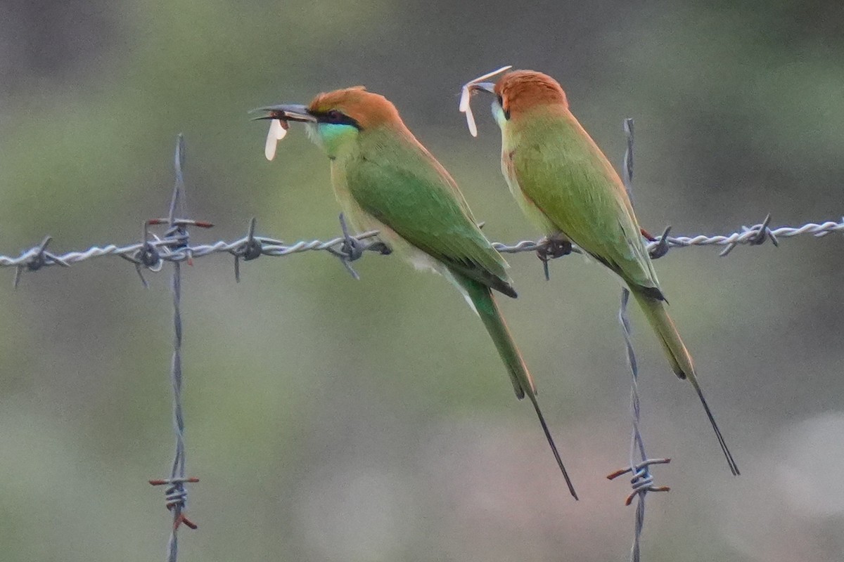 Asian Green Bee-eater - ML643744368