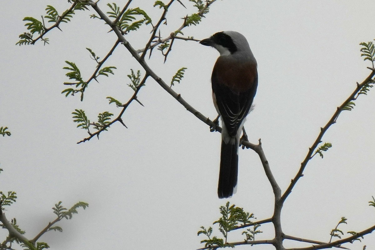 クロビタイセアカモズ - ML643744375