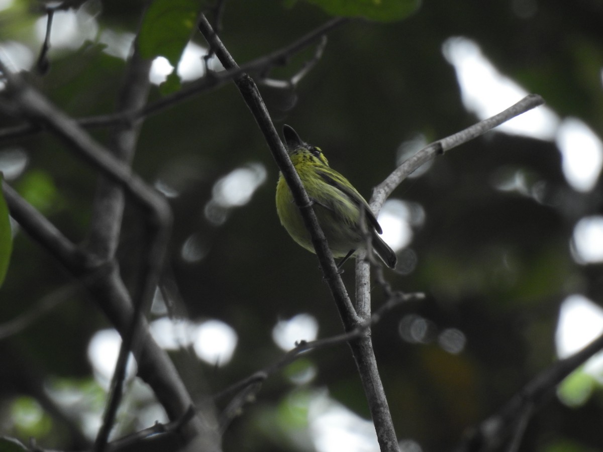 Yellow-browed Tody-Flycatcher - ML643744424
