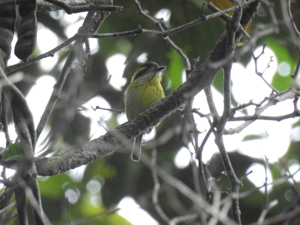 Yellow-browed Tody-Flycatcher - ML643744426