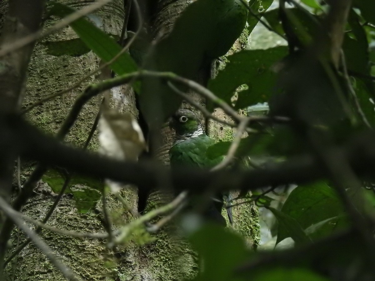 Maroon-tailed Parakeet - ML643744433