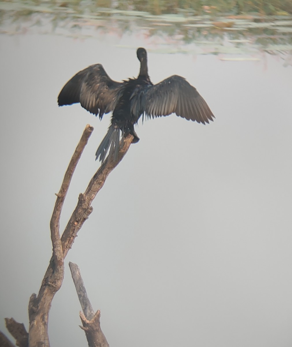 Little Cormorant - ML643744446