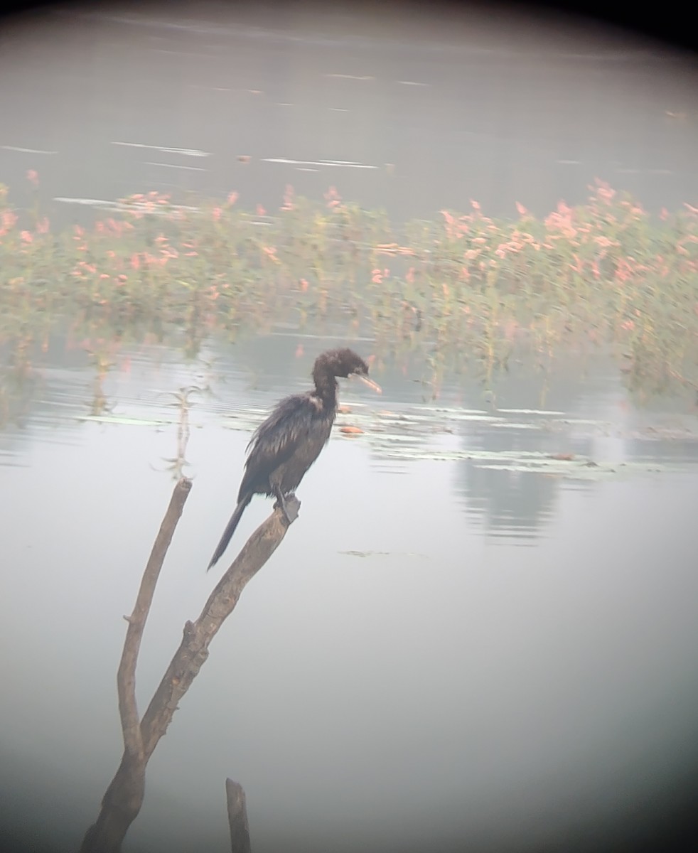 Little Cormorant - ML643744447
