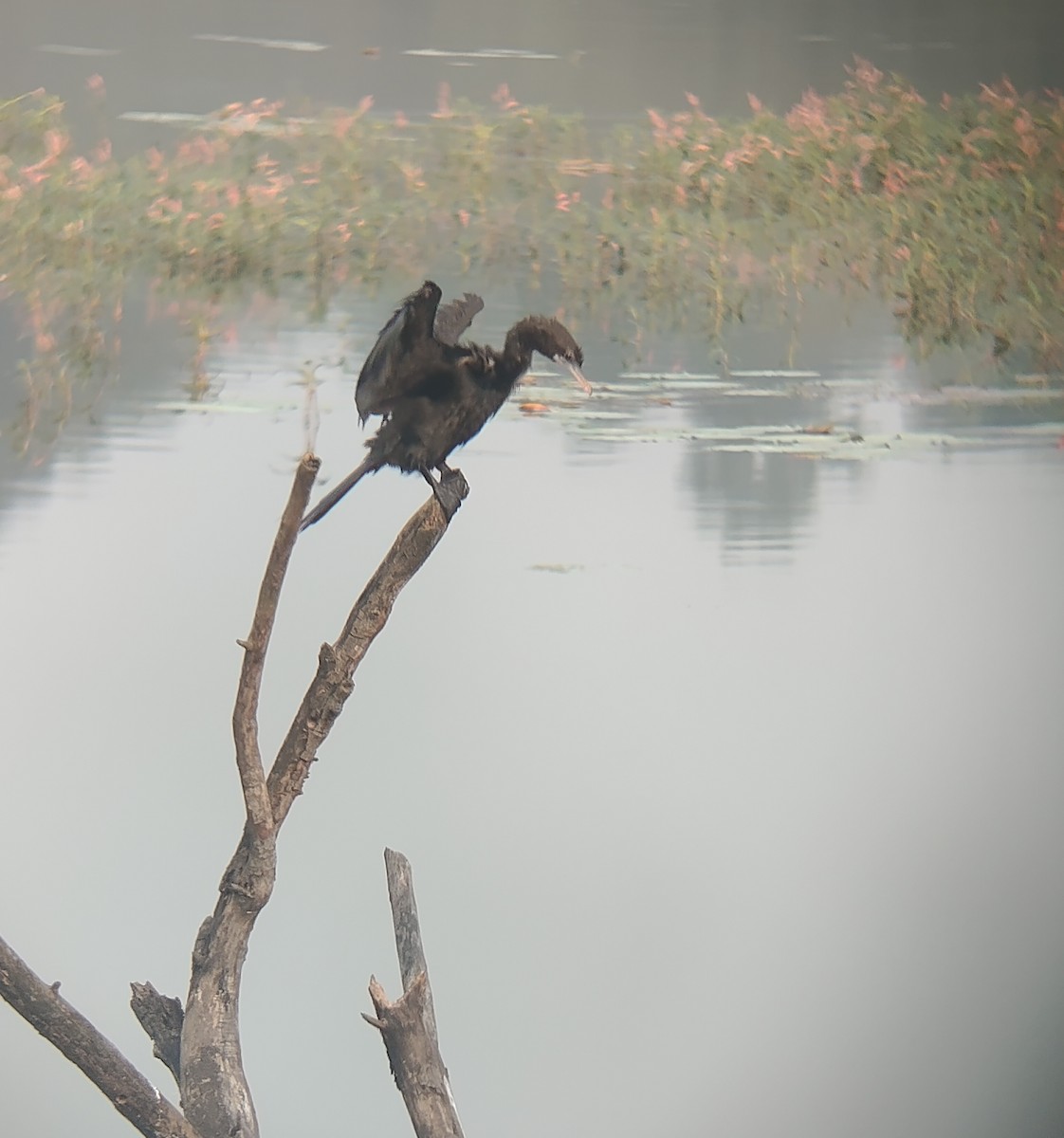 Little Cormorant - ML643744448