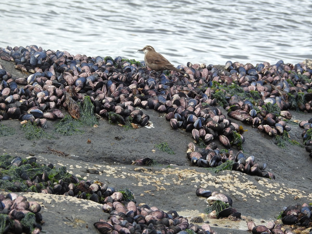 Cinclode à ventre sombre - ML643744452