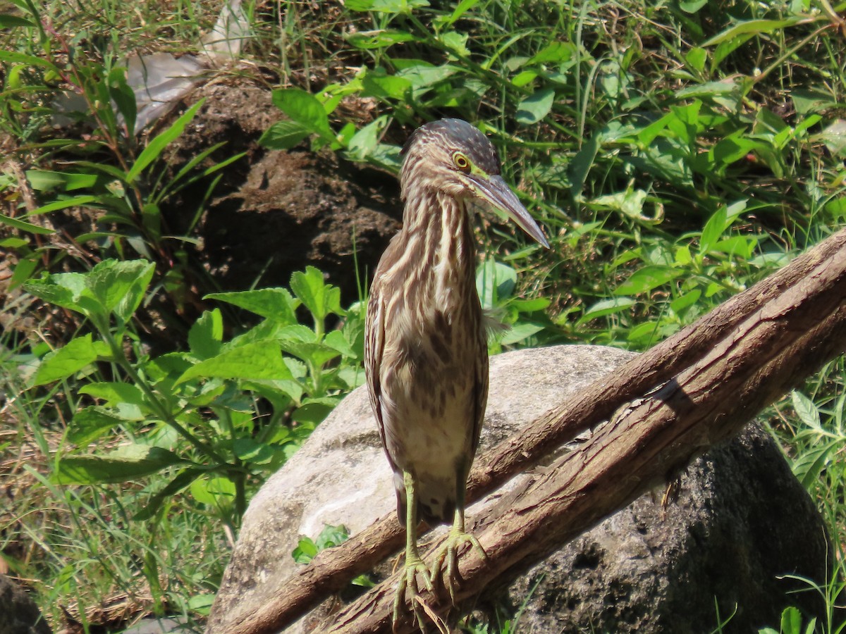 Indian Pond-Heron - ML643744453