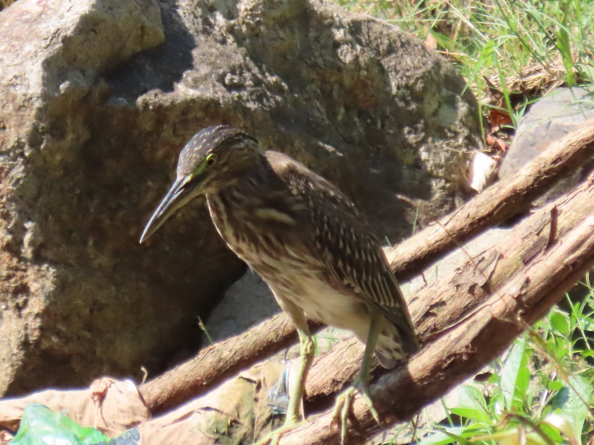 Indian Pond-Heron - ML643744454