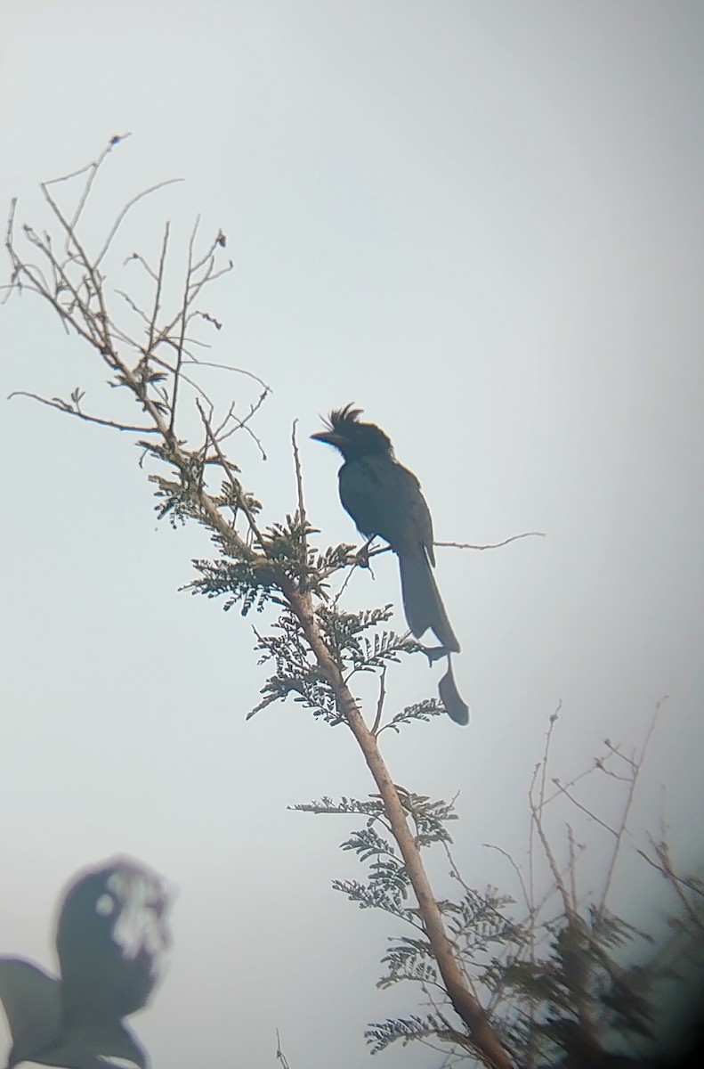 Greater Racket-tailed Drongo - ML643744468