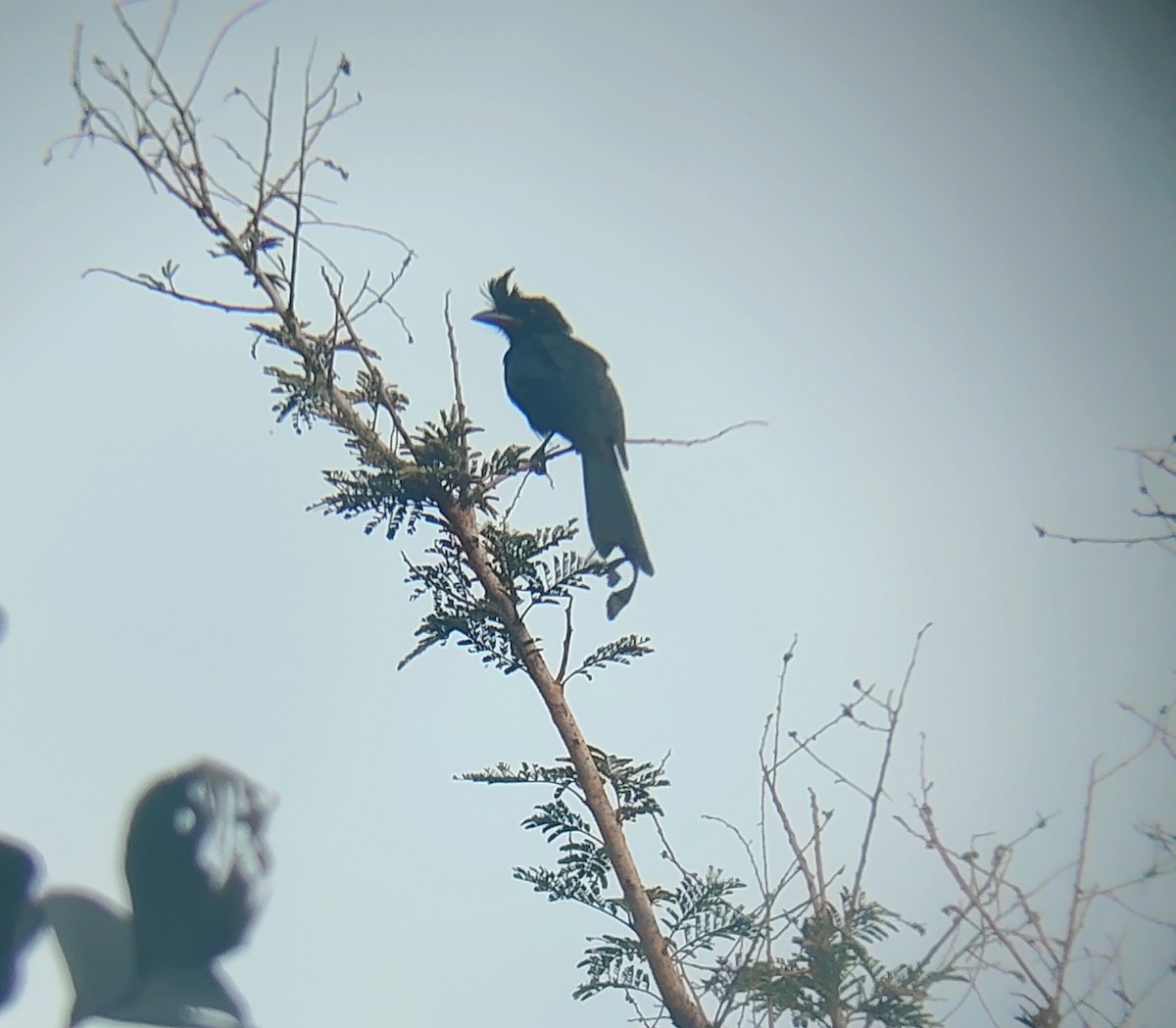 Greater Racket-tailed Drongo - ML643744469