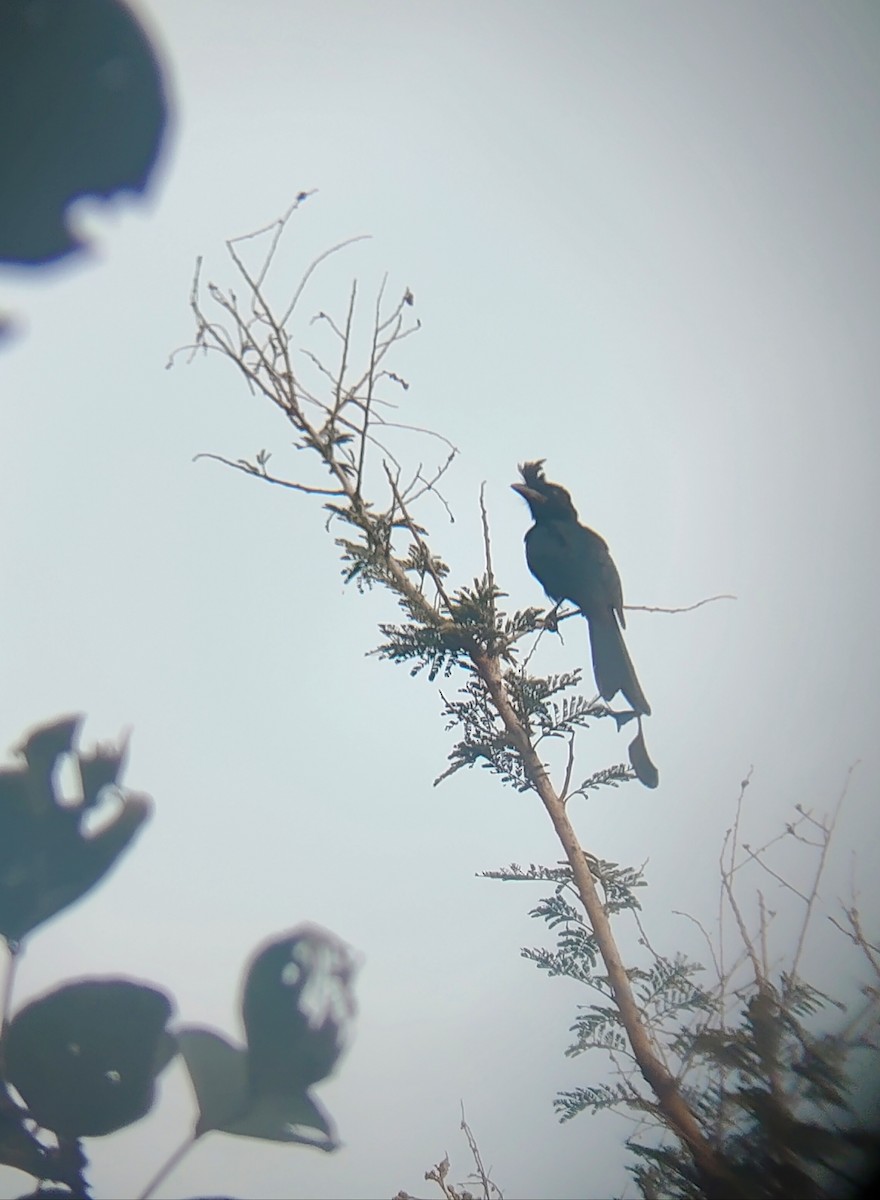 Greater Racket-tailed Drongo - ML643744470