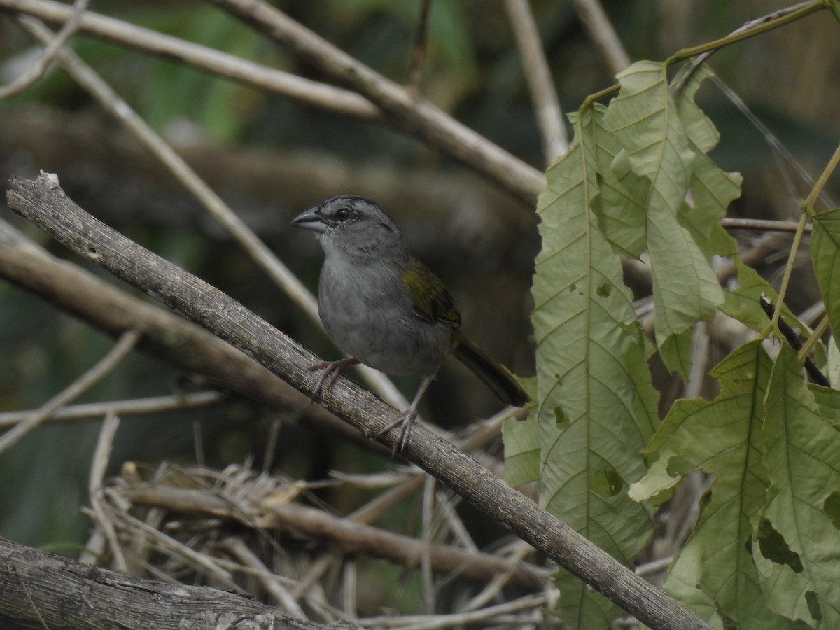 Black-striped Sparrow - ML643744471
