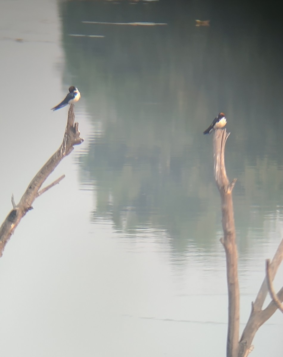 Wire-tailed Swallow - ML643744474