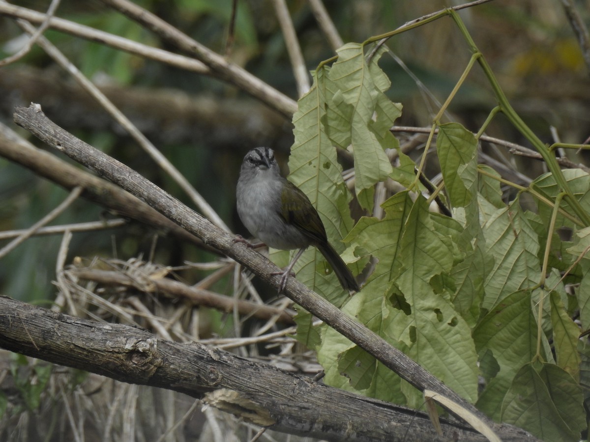 Black-striped Sparrow - ML643744477