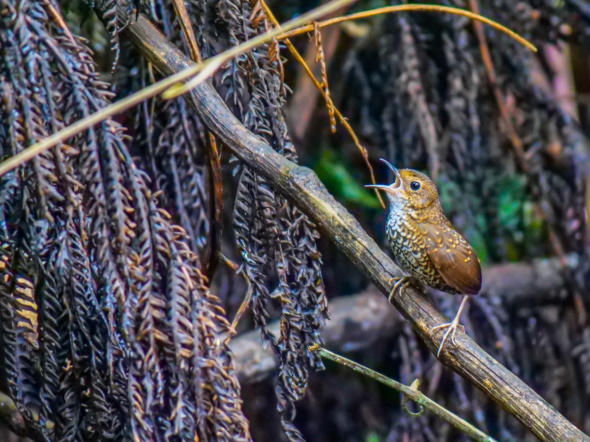 タカサゴミソサザイ - ML643744478
