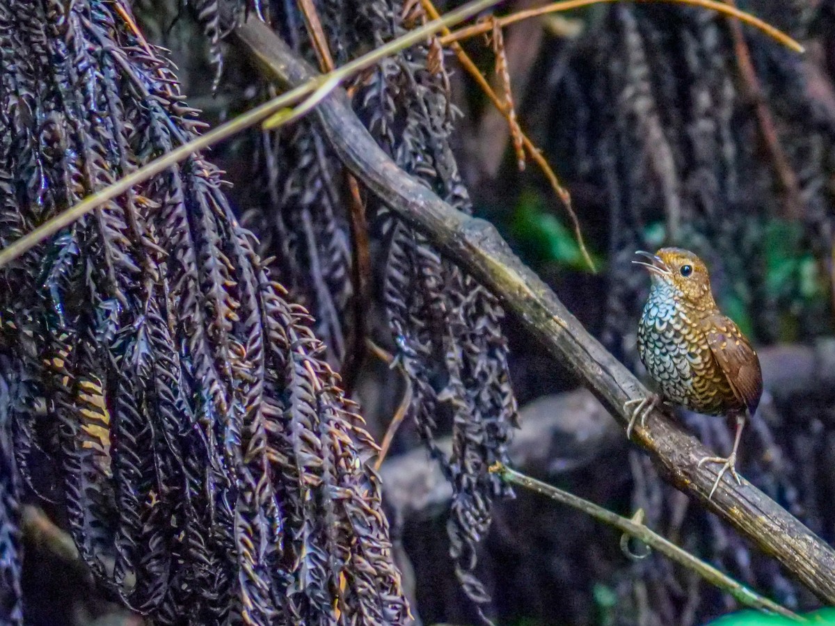 タカサゴミソサザイ - ML643744479