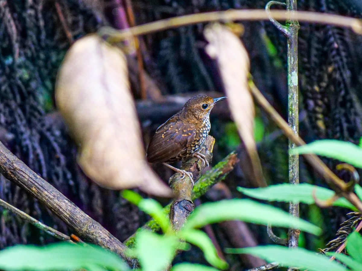 タカサゴミソサザイ - ML643744480