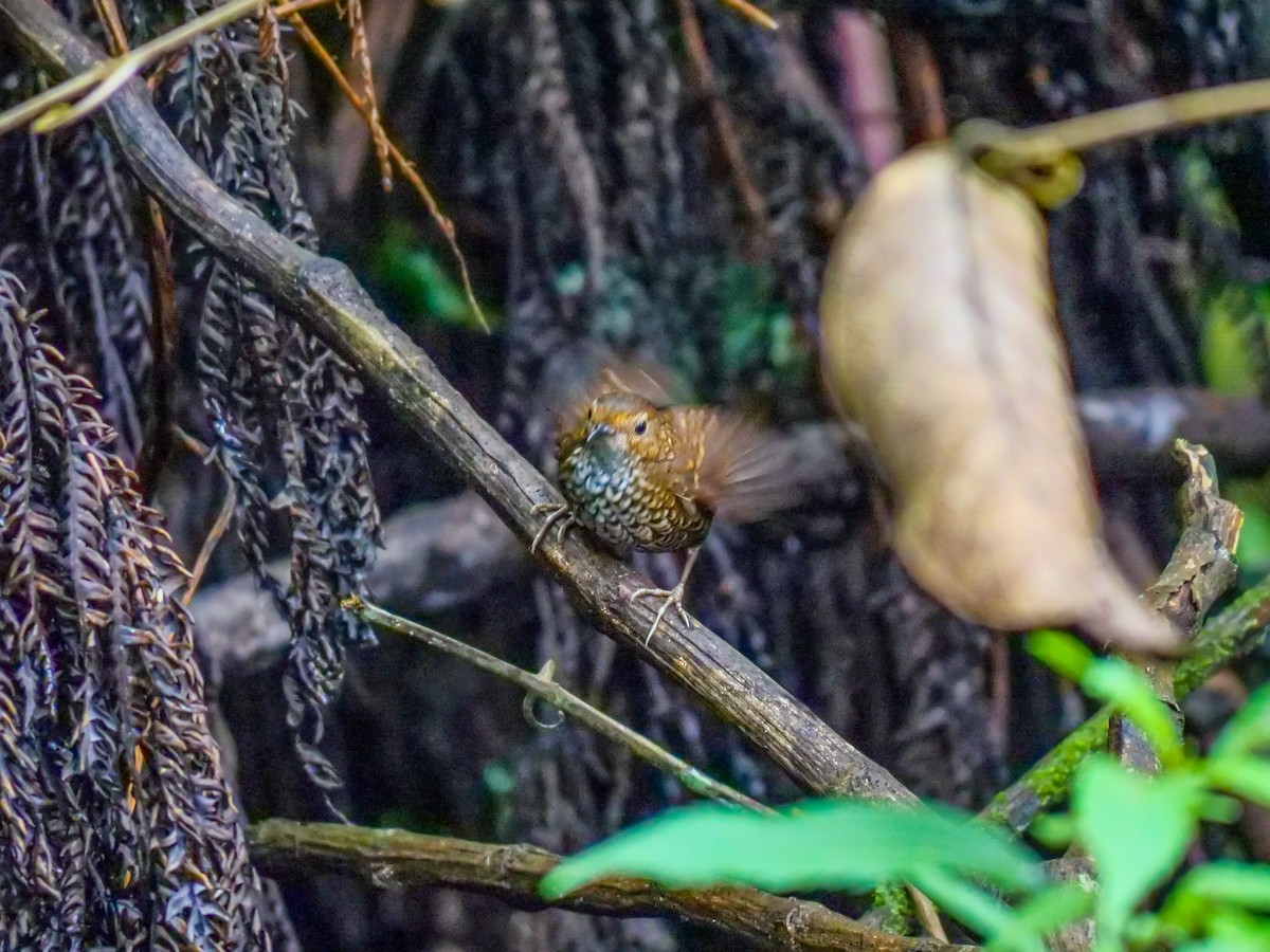タカサゴミソサザイ - ML643744481