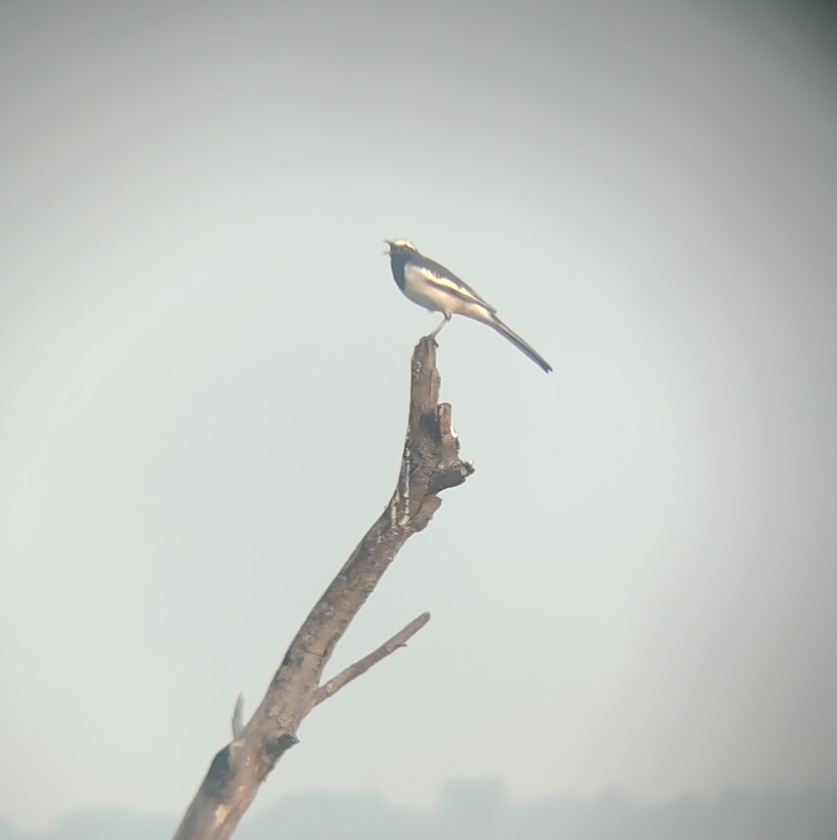 White-browed Wagtail - ML643744482