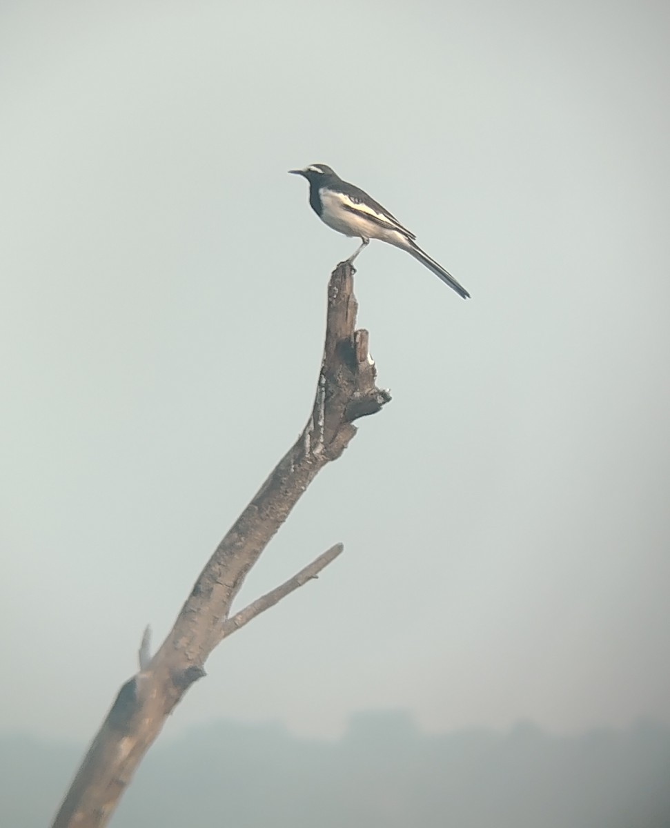 White-browed Wagtail - ML643744483