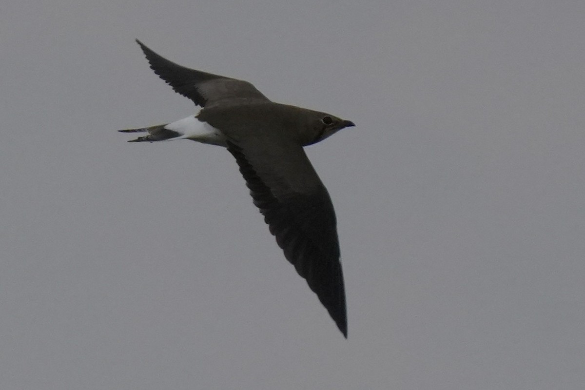 Oriental Pratincole - ML643744484