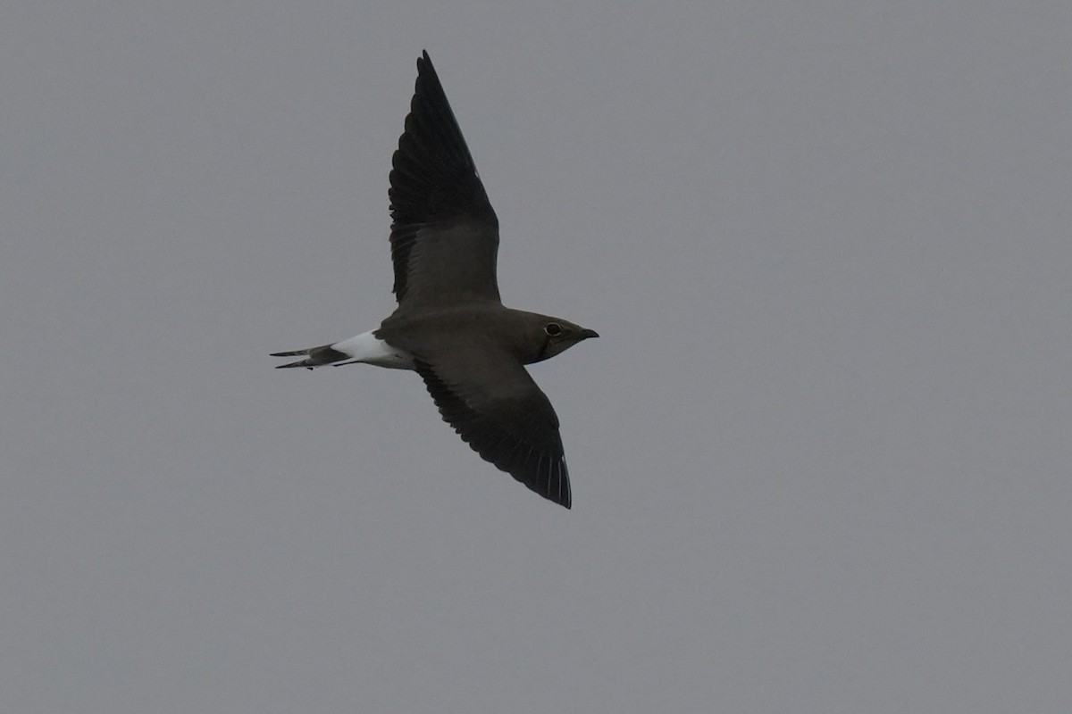 Oriental Pratincole - ML643744485
