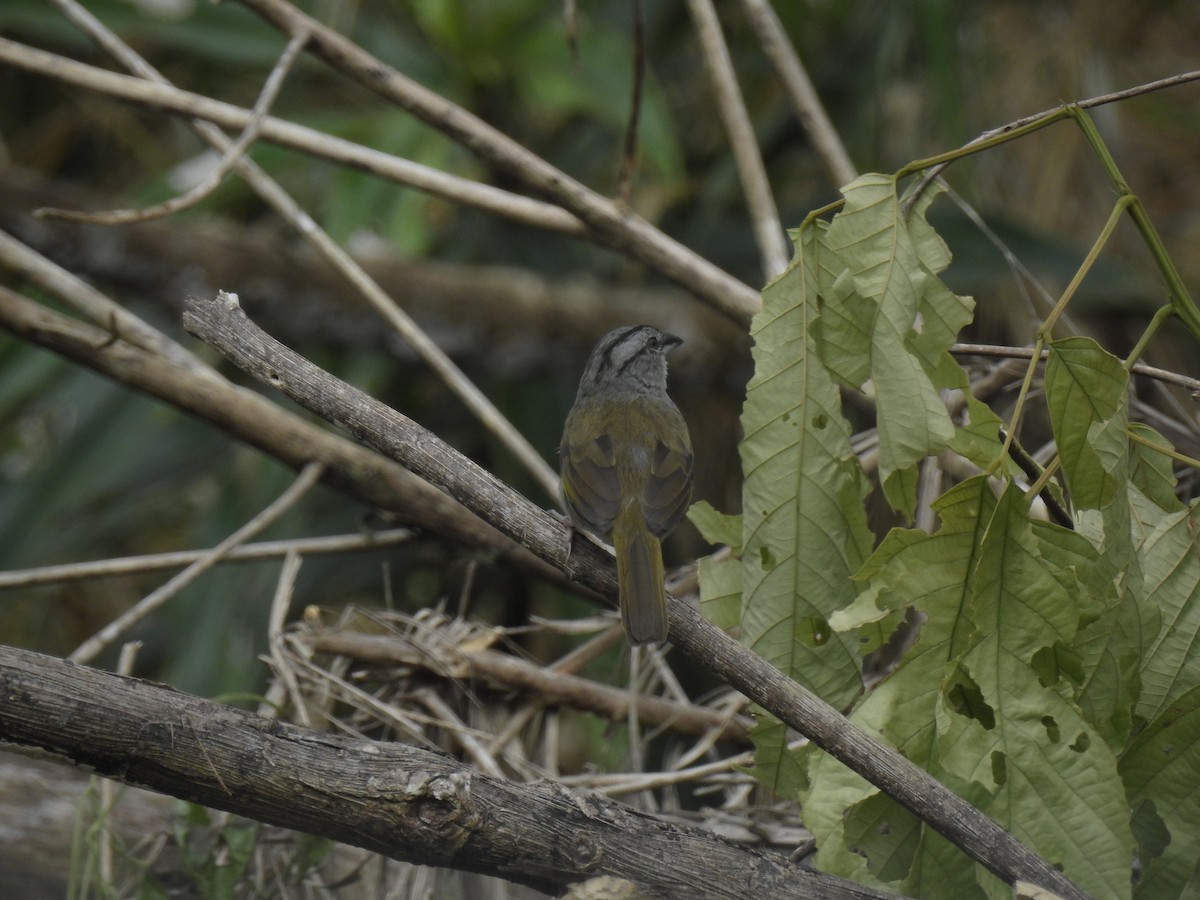 Black-striped Sparrow - ML643744486