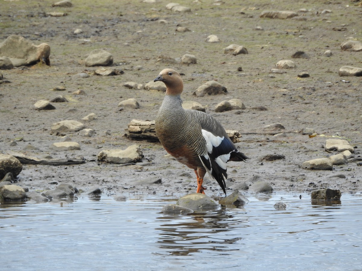 Ruddy-headed Goose - ML643744487