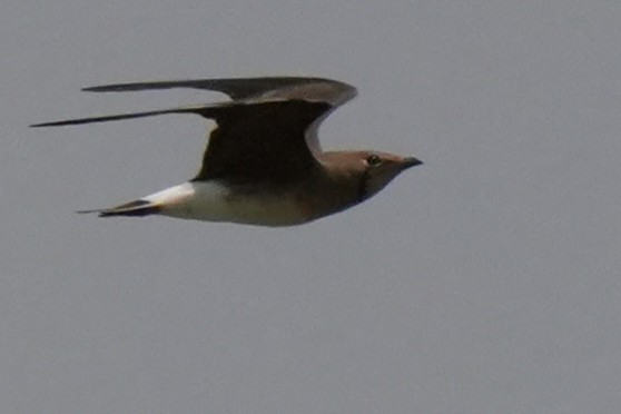 Oriental Pratincole - ML643744493