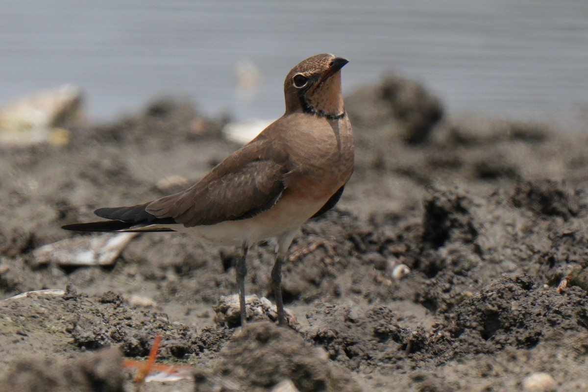 Oriental Pratincole - ML643744494