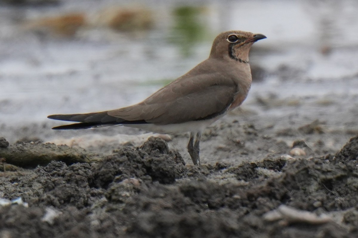 Oriental Pratincole - ML643744495