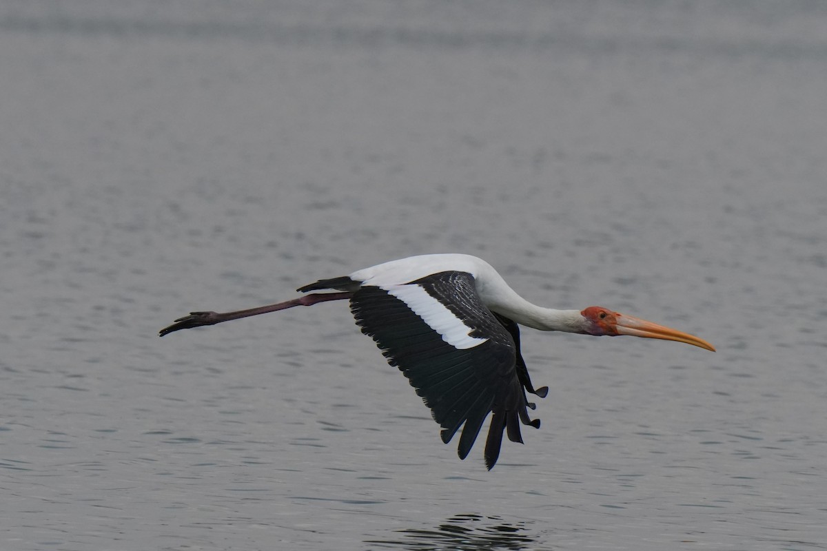 Painted Stork - ML643744500