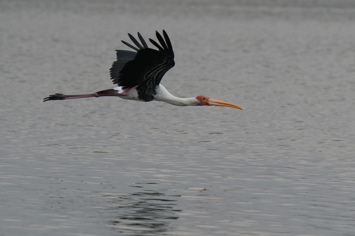 Painted Stork - ML643744501