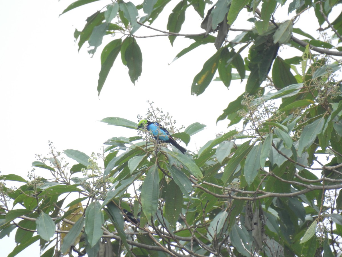 Paradise Tanager - ML643744503