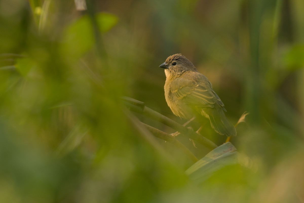 White-capped Bunting - ML643744506