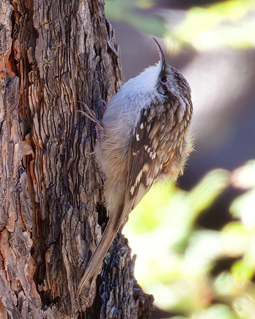 Brown Creeper - ML643744509