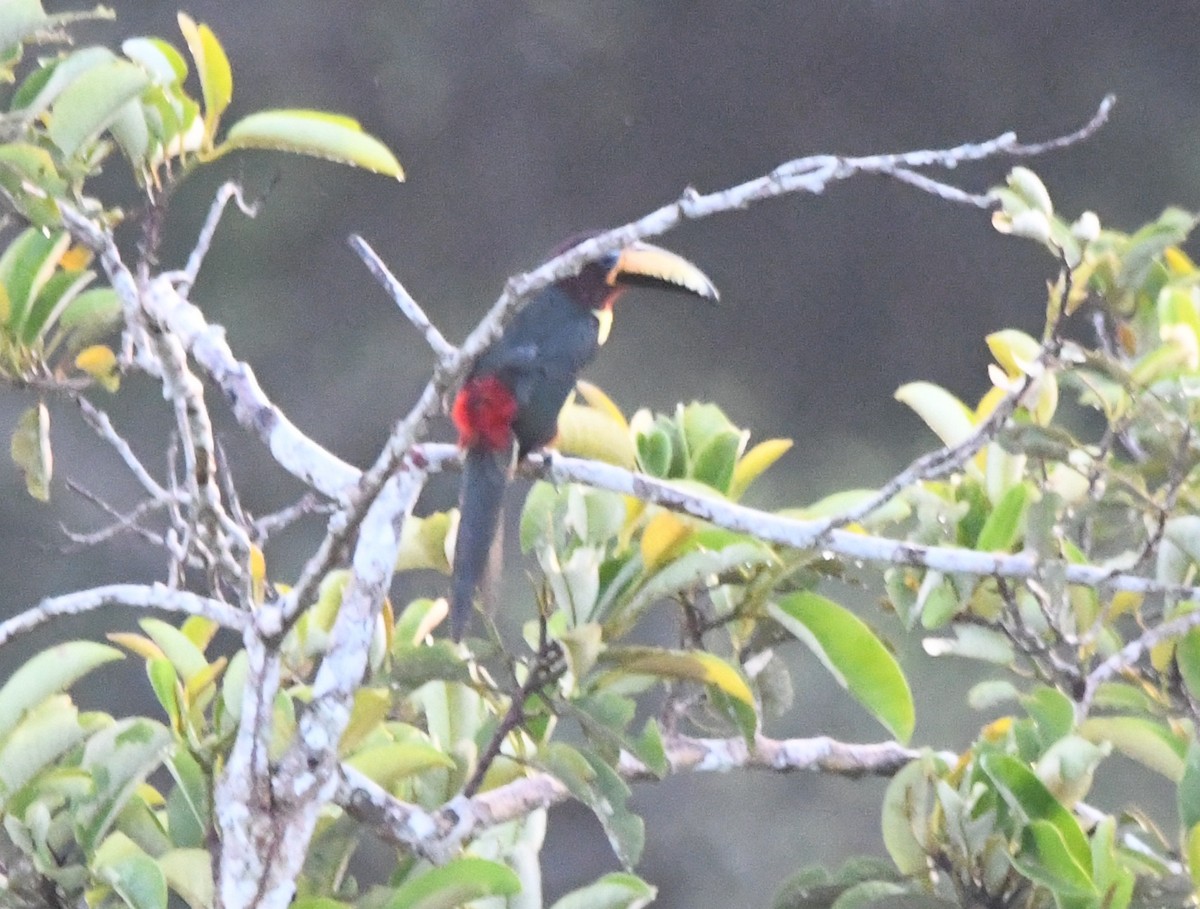 Lettered Aracari (Humboldt's) - ML643744514