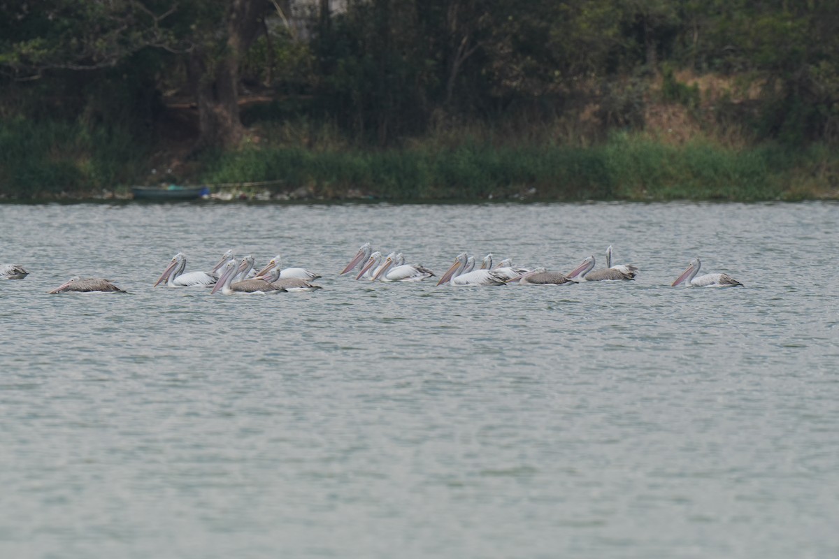 Spot-billed Pelican - ML643744524