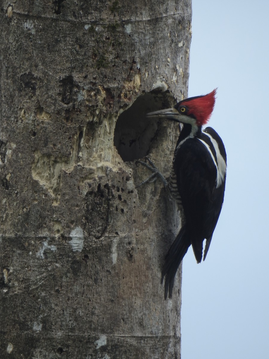 Crimson-crested Woodpecker - ML643744526