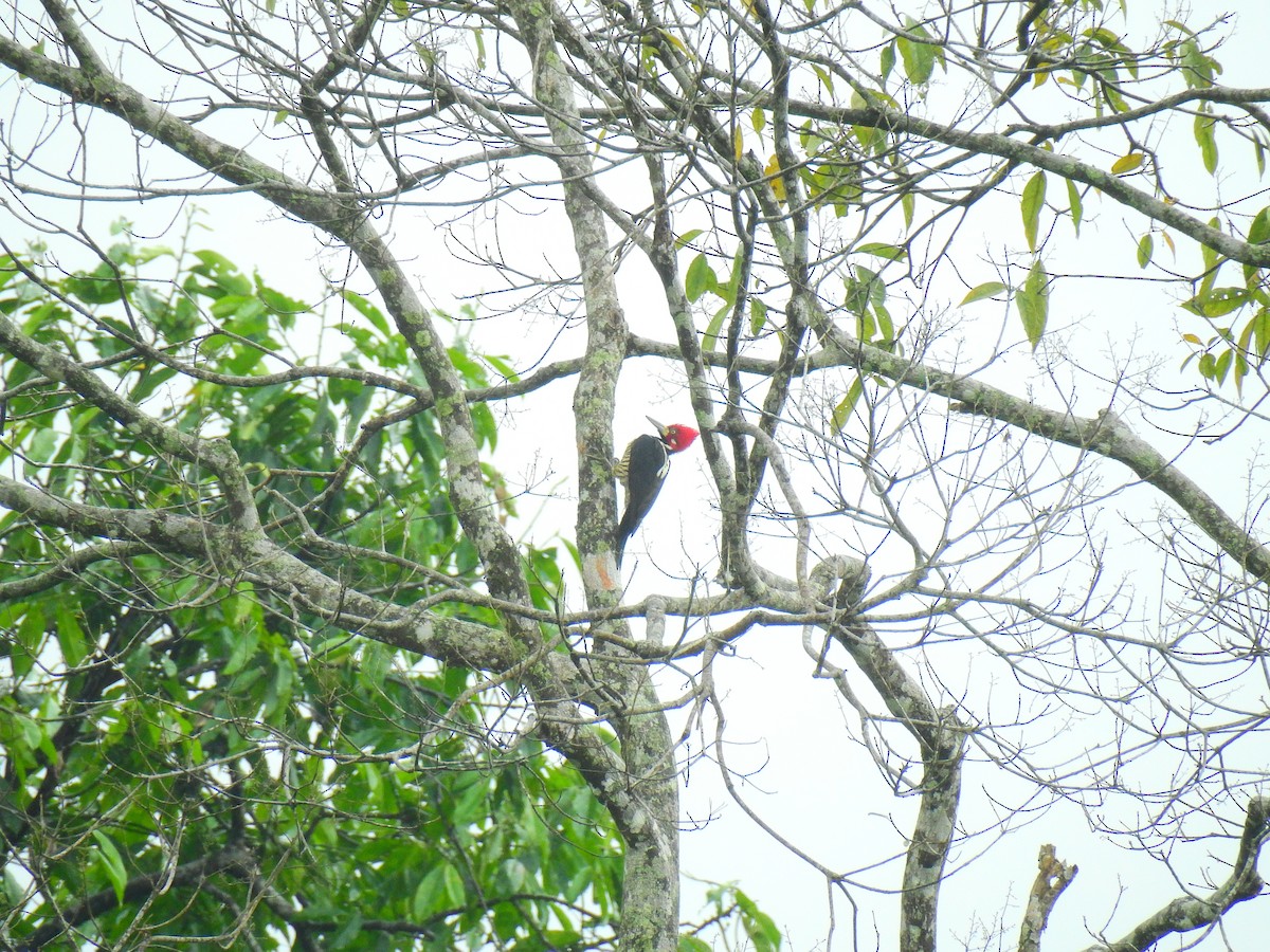 Crimson-crested Woodpecker - ML643744531