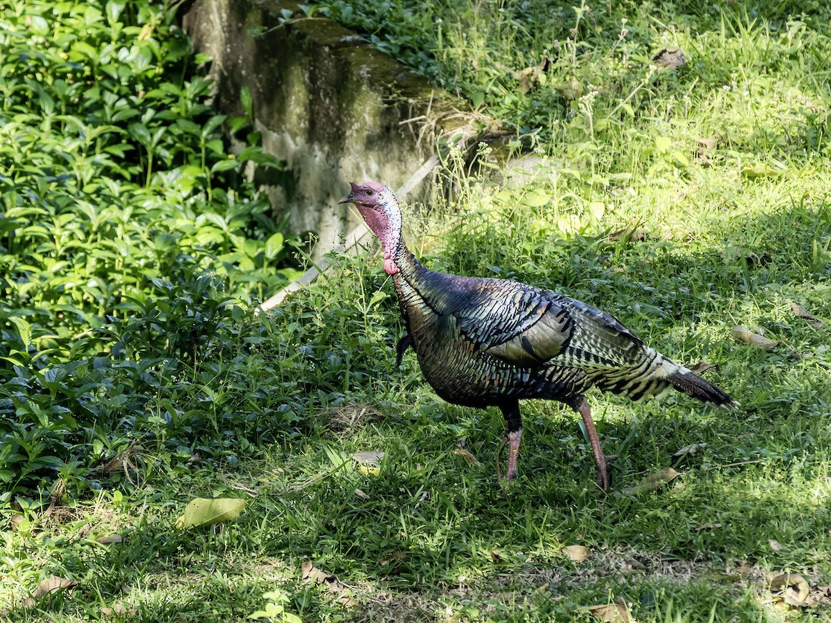 Wild Turkey - ML643744554